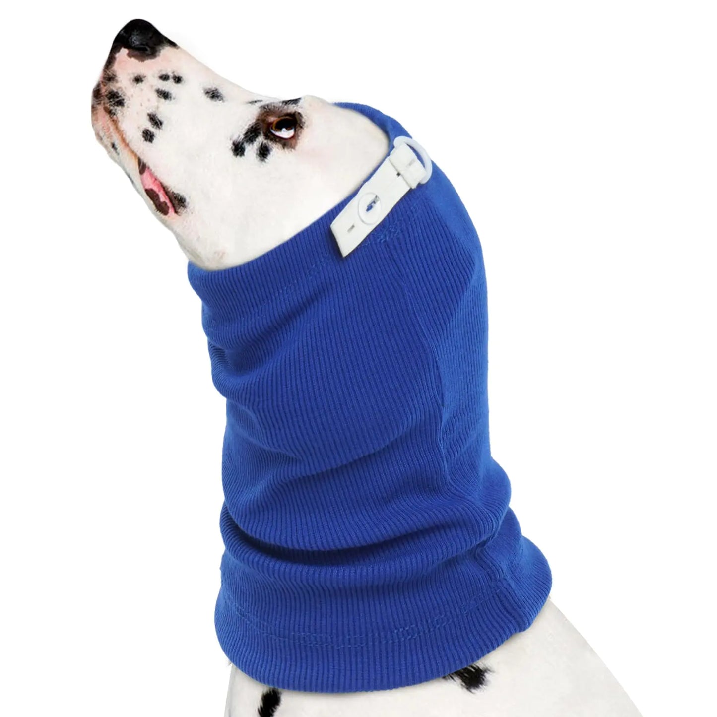 Dog wearing a blue sweater on a white background