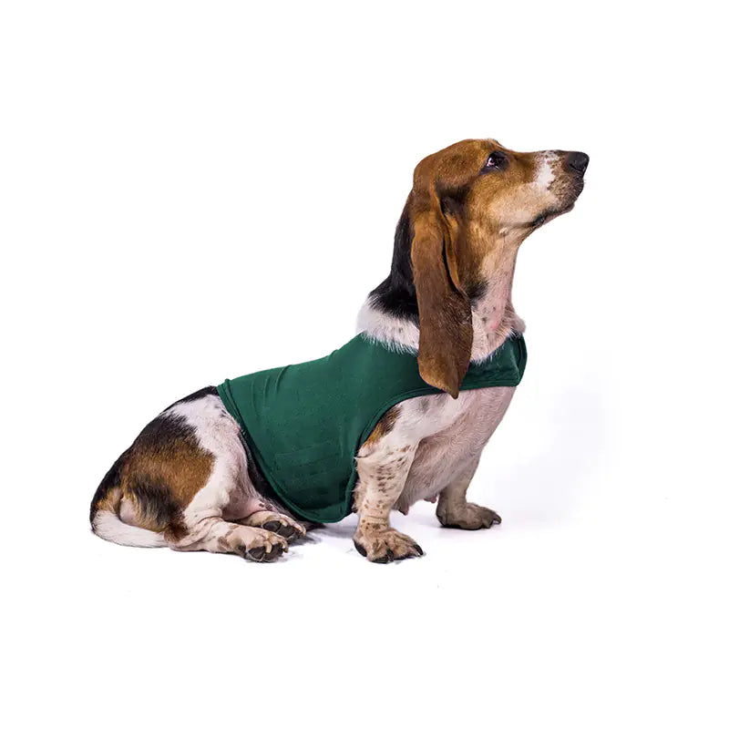 Dog wearing a green jacket on a white background