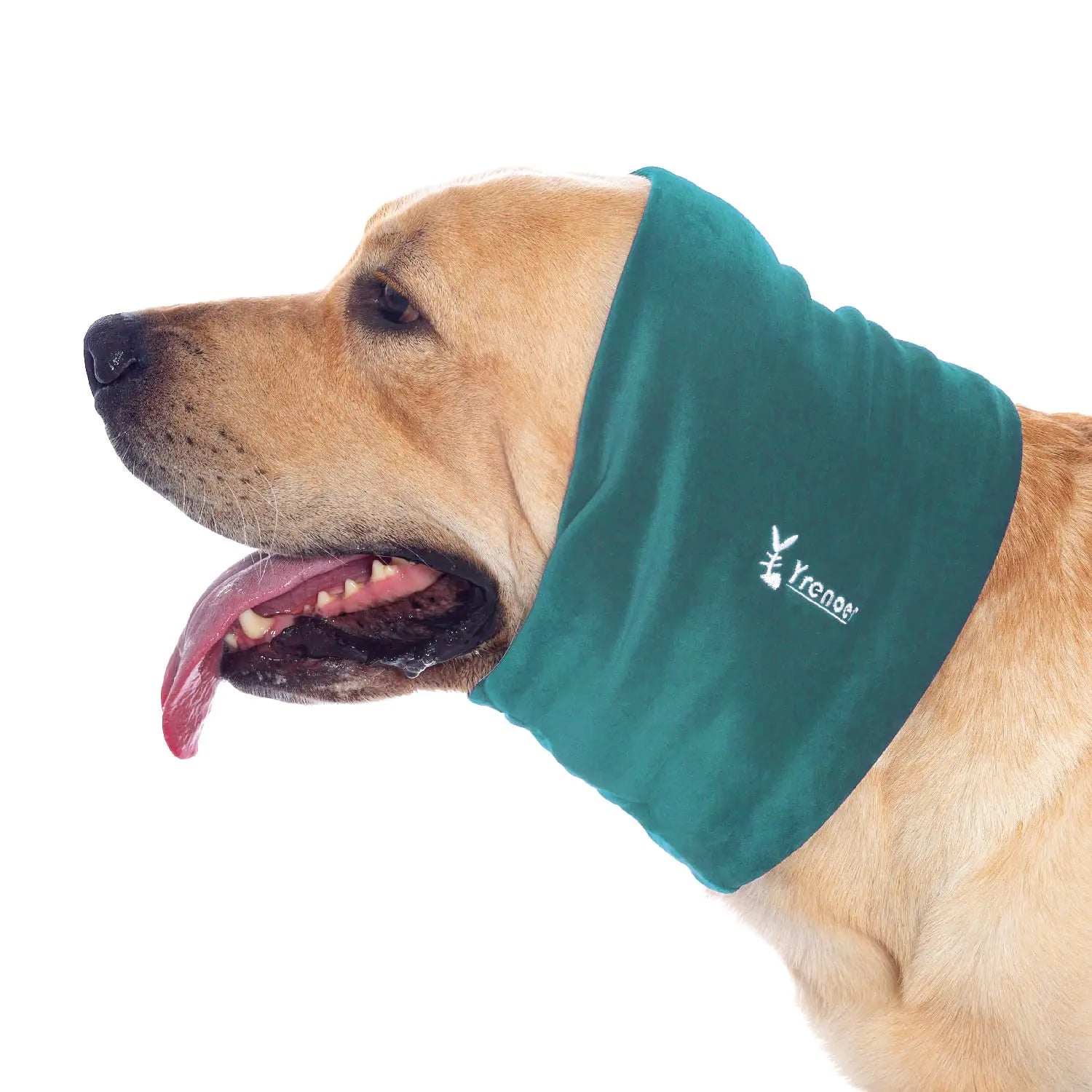 A happy dog wearing a  calming snood and ear defender