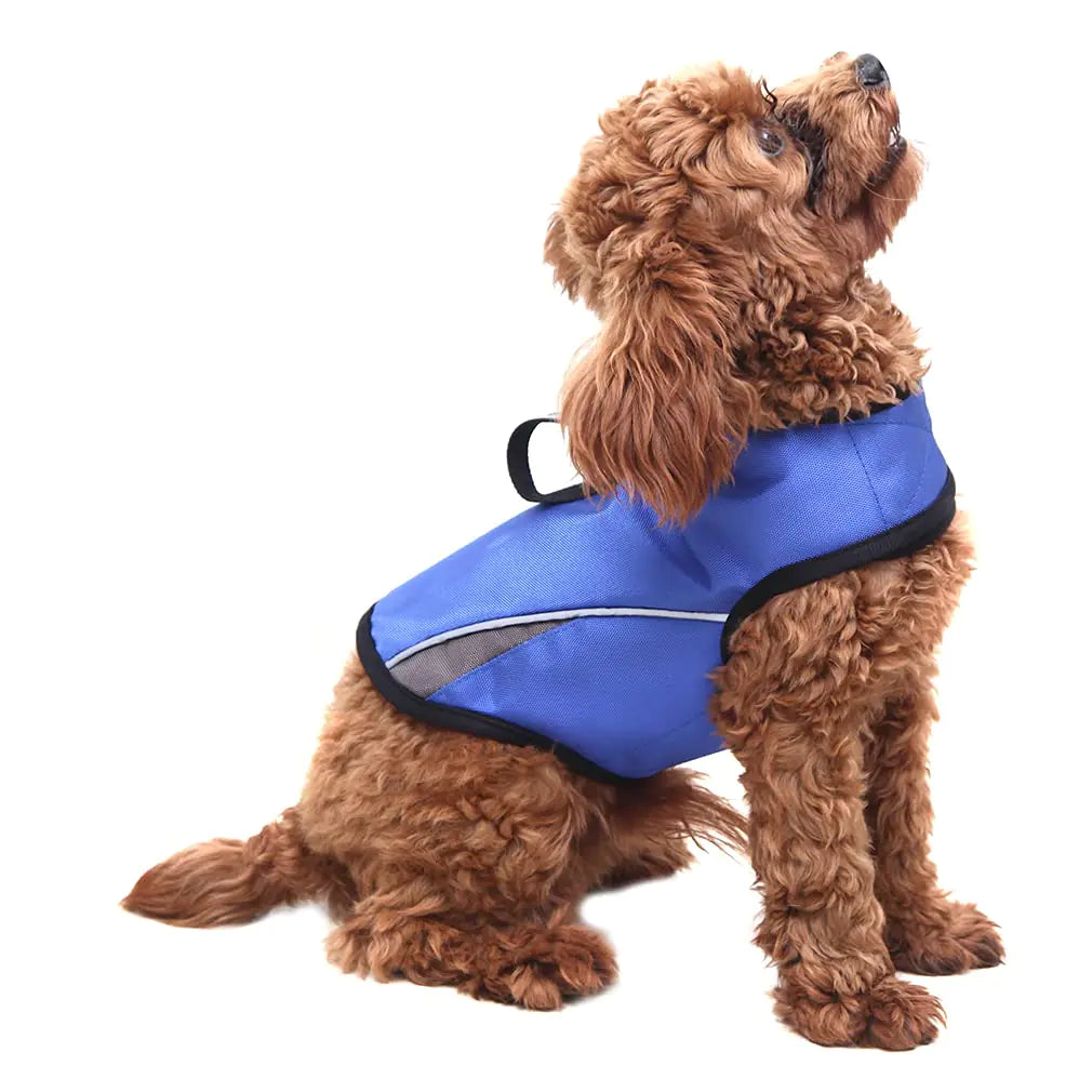 Brown dog wearing a blue raincoat on a white background