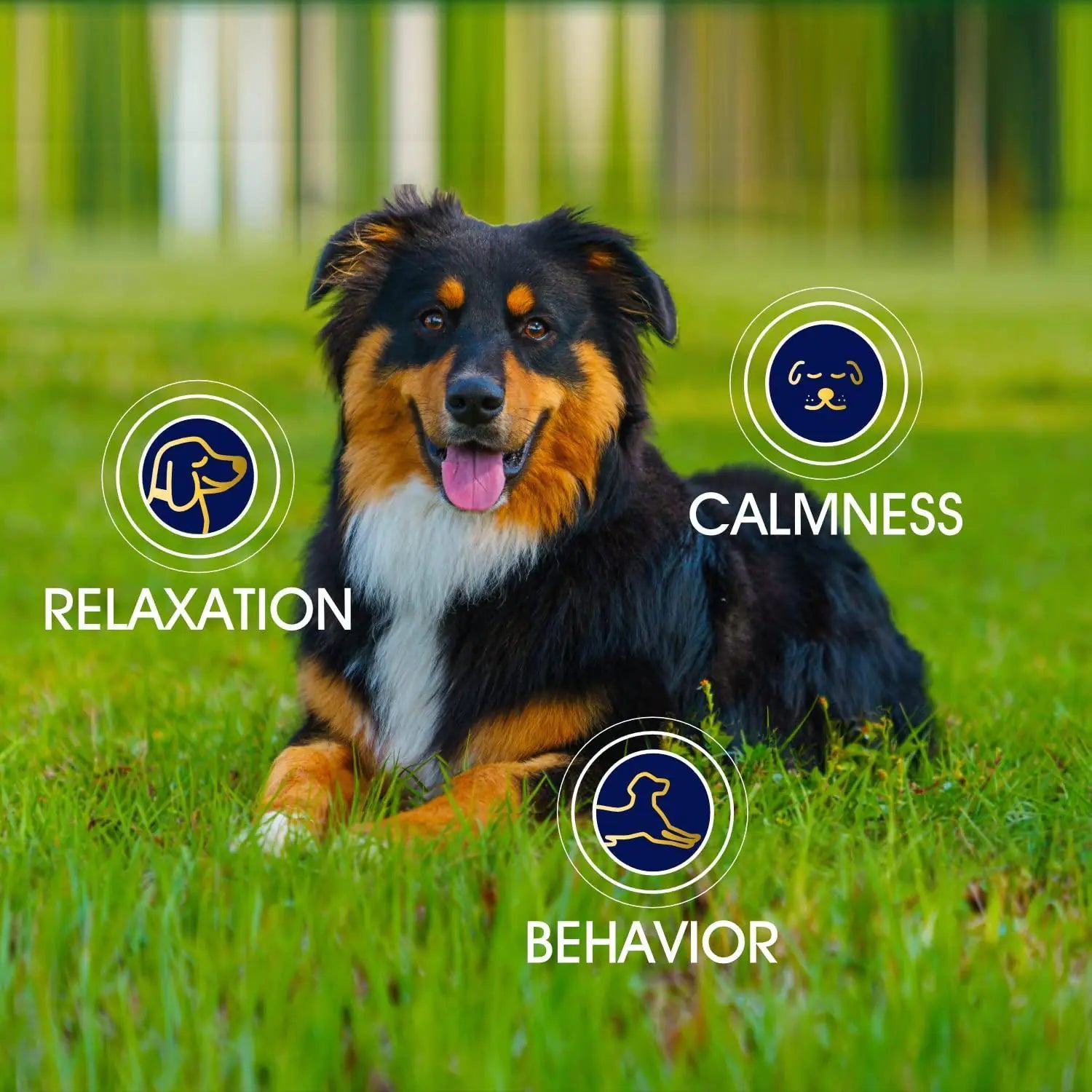 Dog lying on grass with icons and text about relaxation, calmness, and behavior.