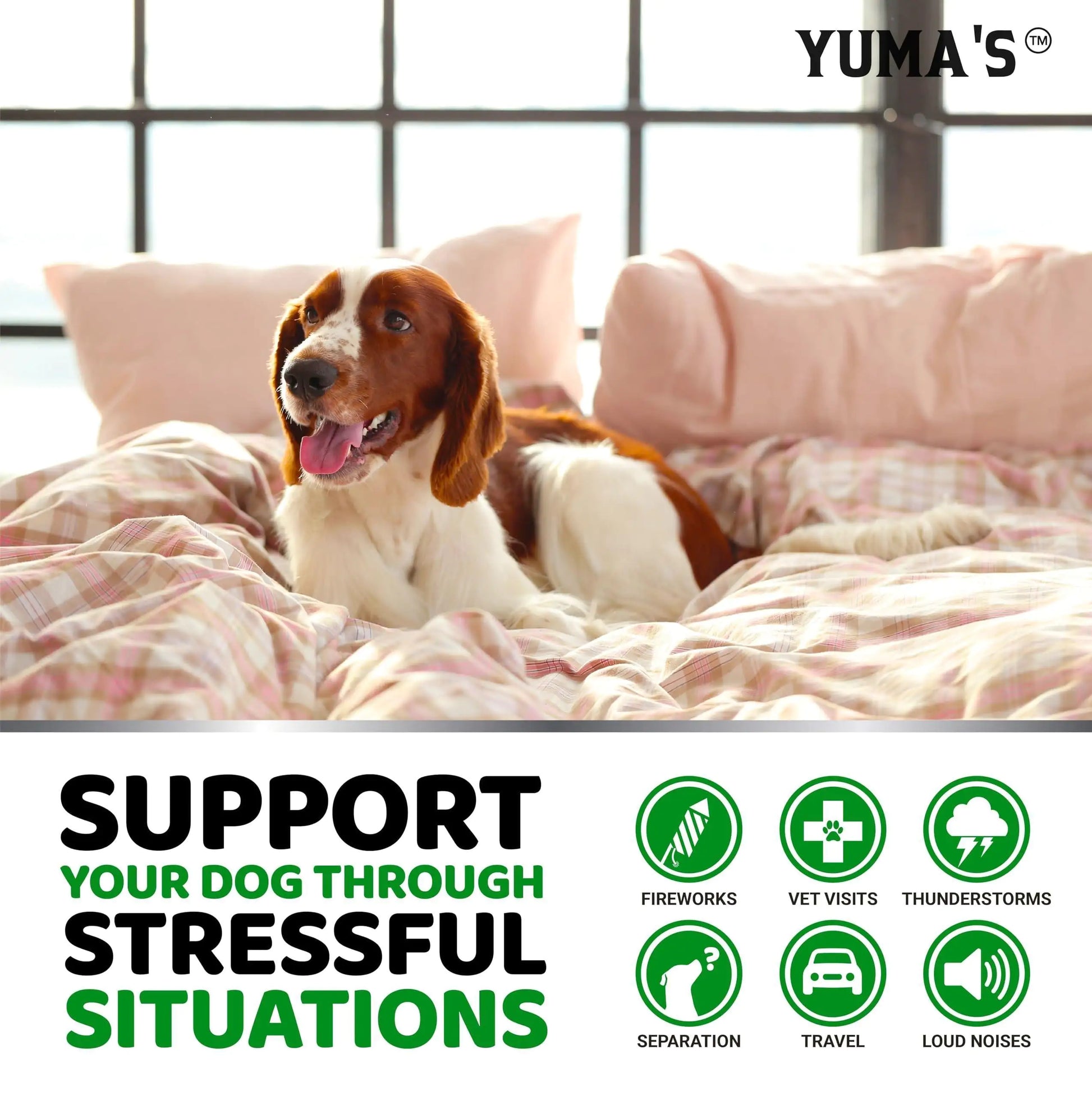 Dog lying on a bed with 'Yuma's' branding and text about supporting dogs through stressful situations.