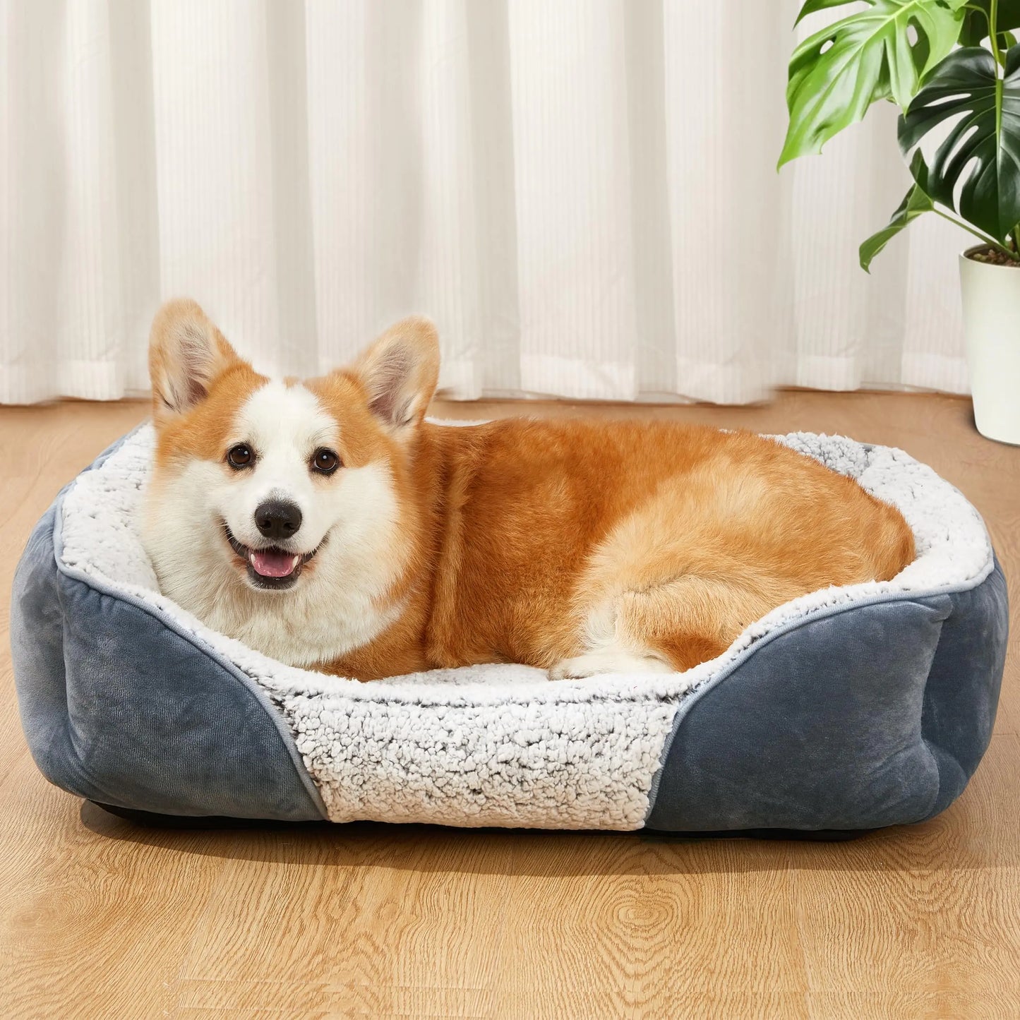 Dog lying on a blue and white pet bed in a room with curtains and a plant.