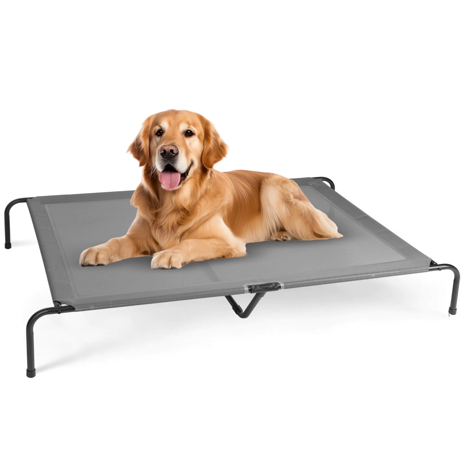 Dog lying on a gray elevated pet bed with a white background