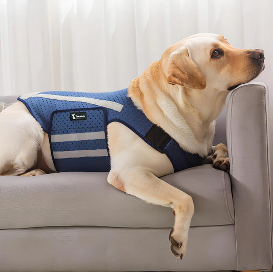 Dog wearing a blue anxiety vest sitting on a couch