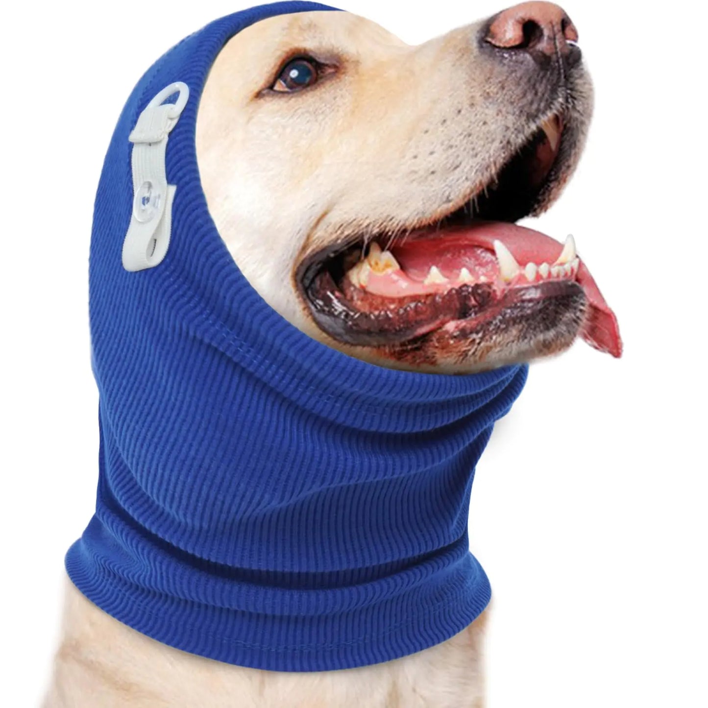 Dog wearing a blue balaclava on a white background