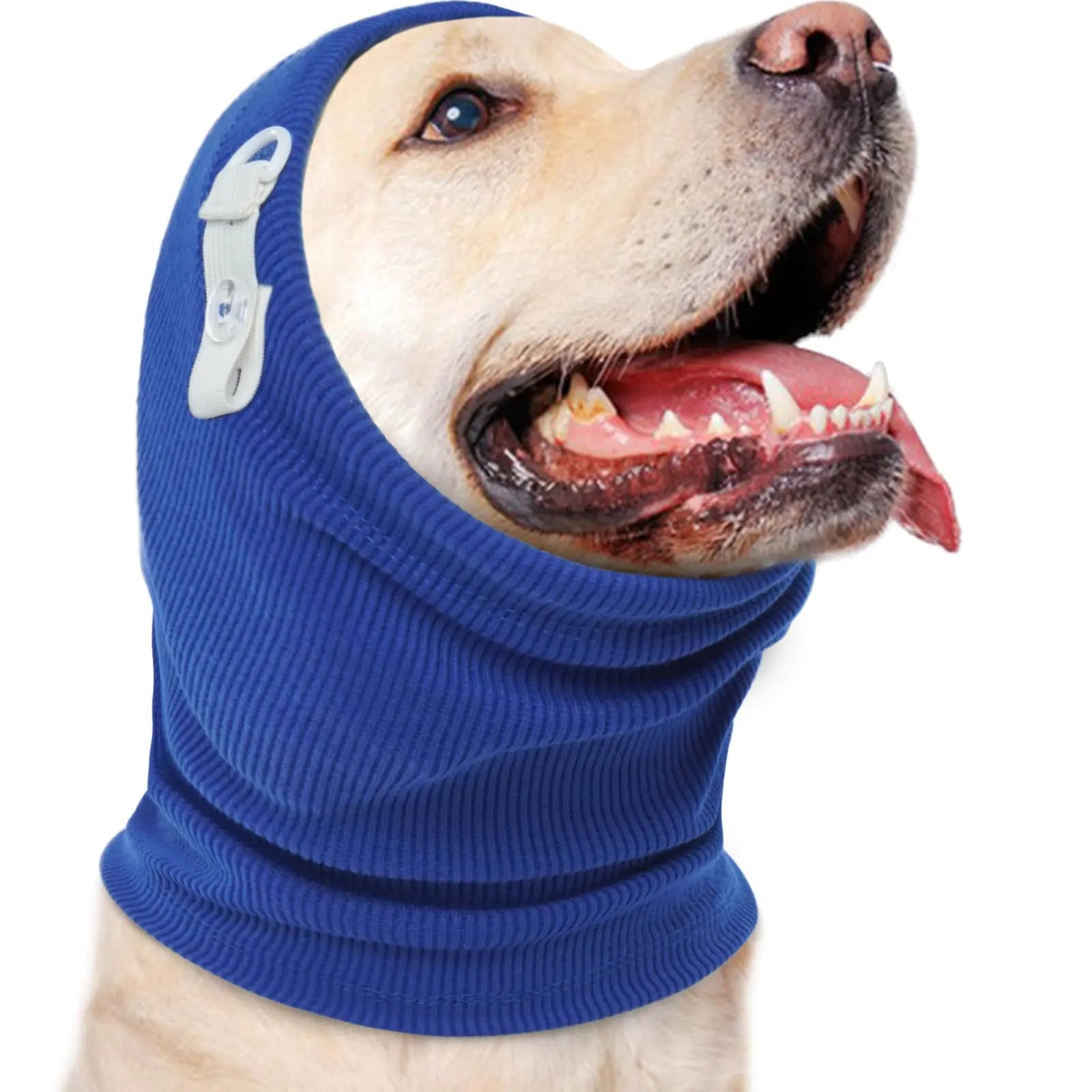 Dog wearing a blue balaclava on a white background