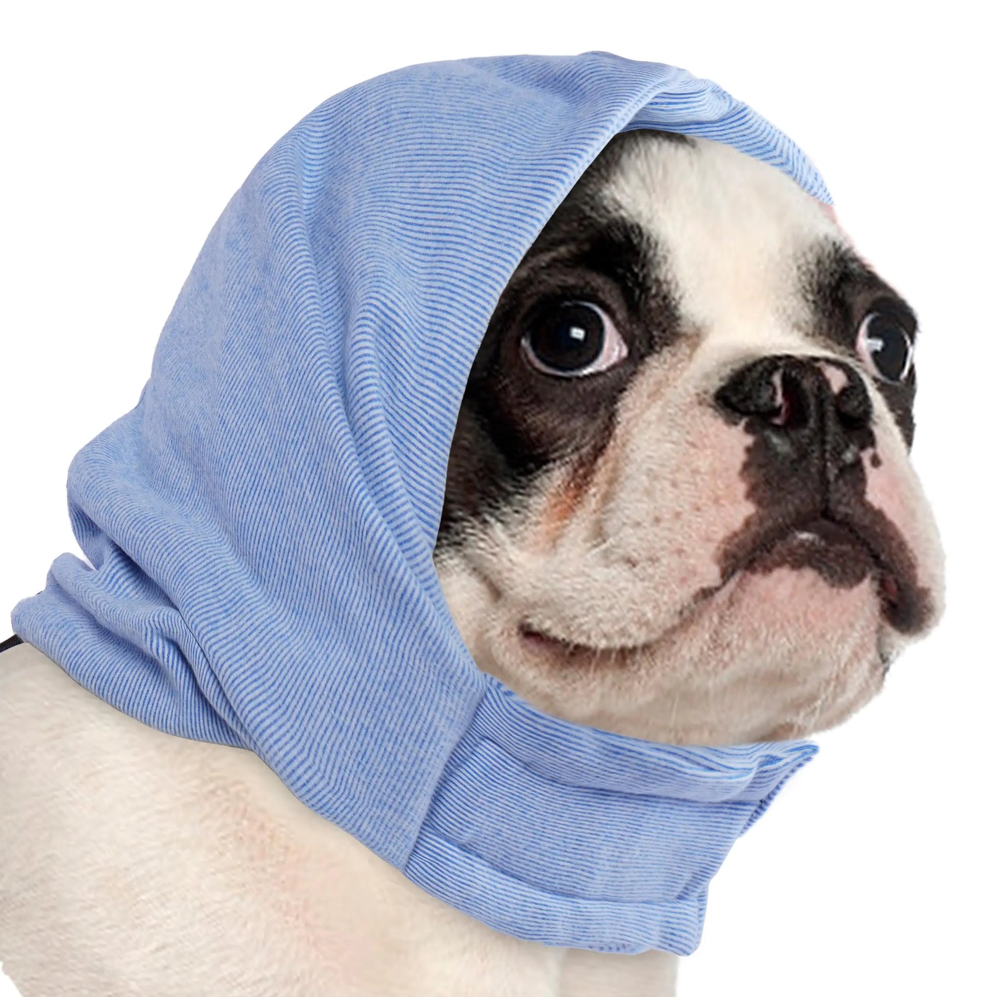 Dog wearing a blue hood with a white background