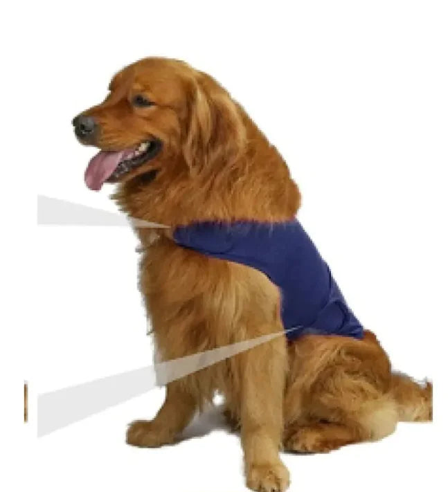 Dog wearing a blue jacket with a white background