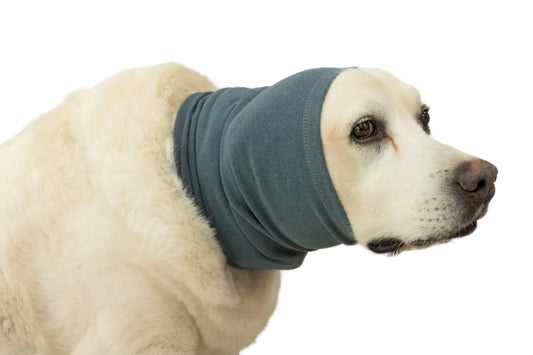 Dog wearing a blue snood on a white background