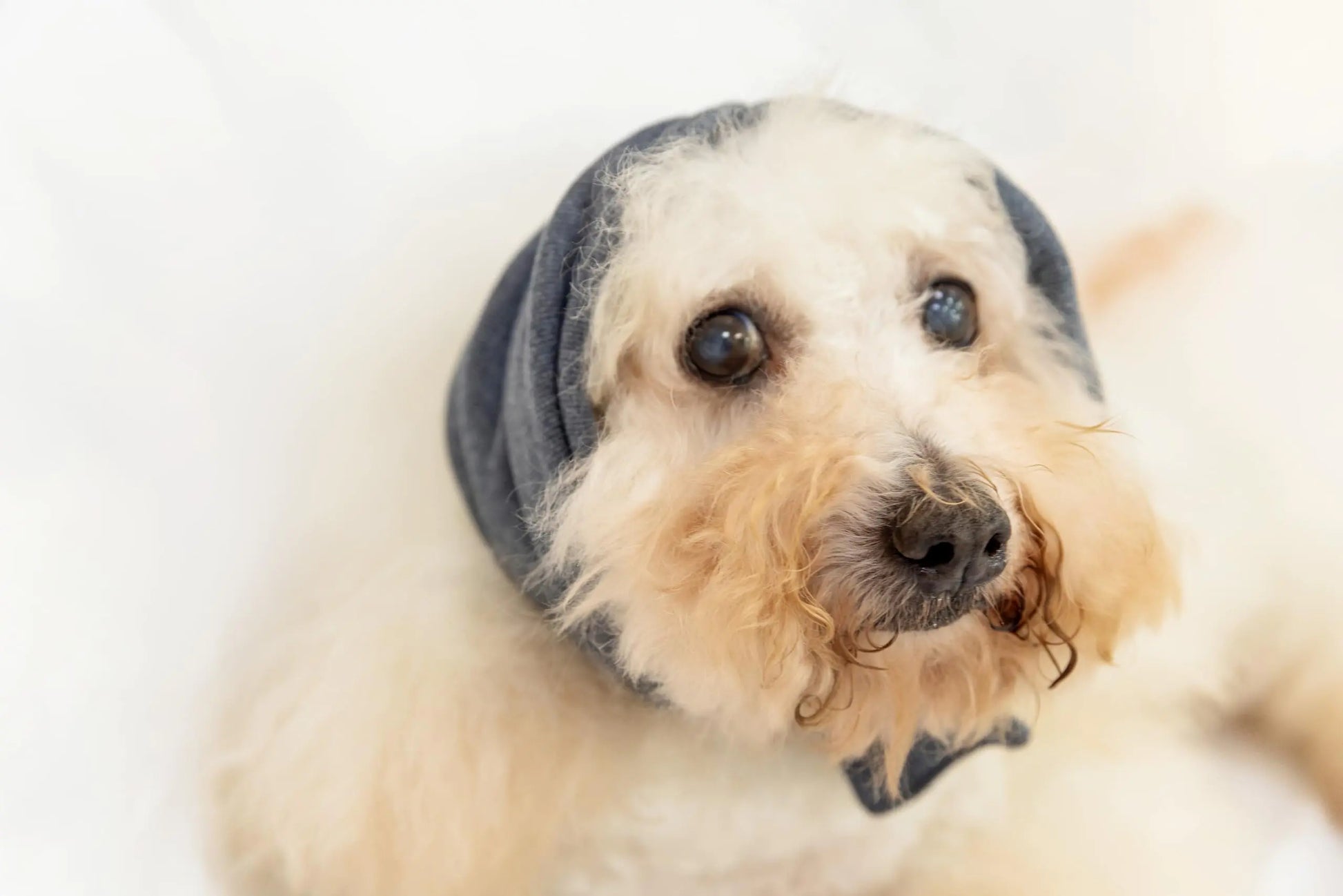Dog wearing a gray beanie on a white background
