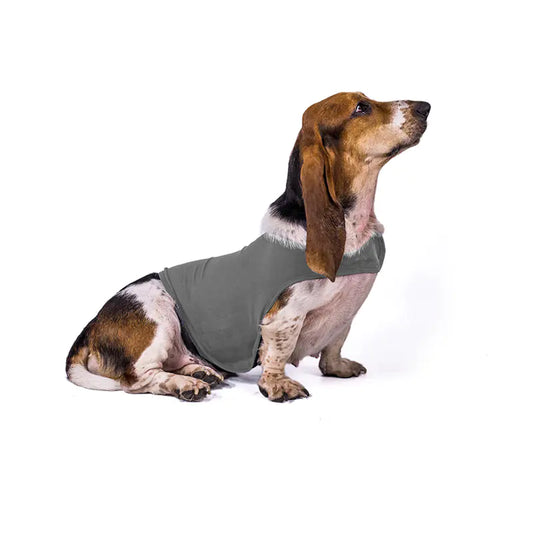 Dog wearing a gray jacket on a white background