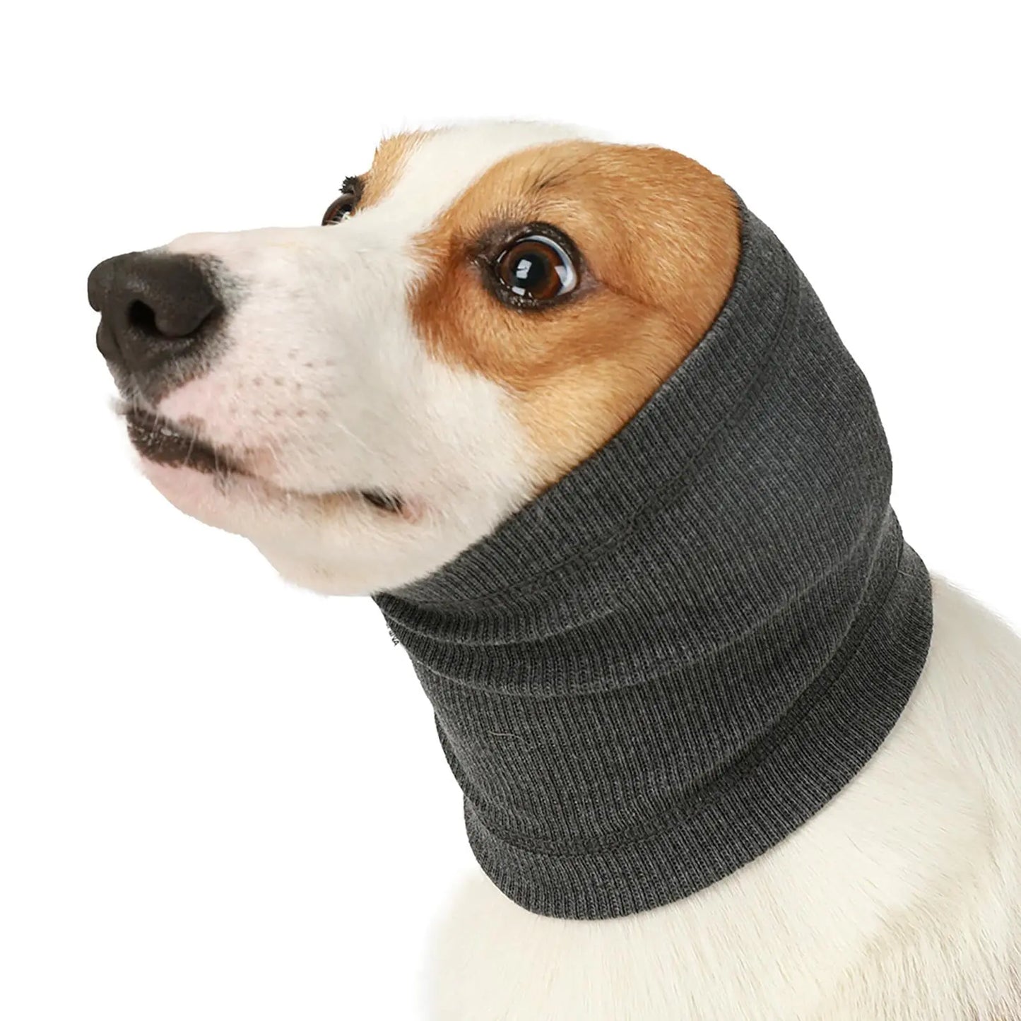 Dog wearing a gray knitted snood on a white background