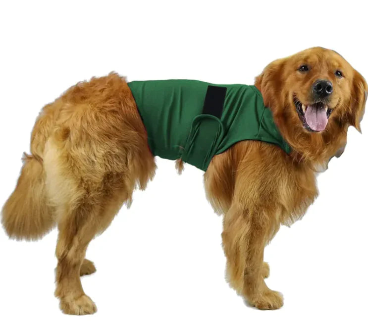 Dog wearing a green jacket on a white background