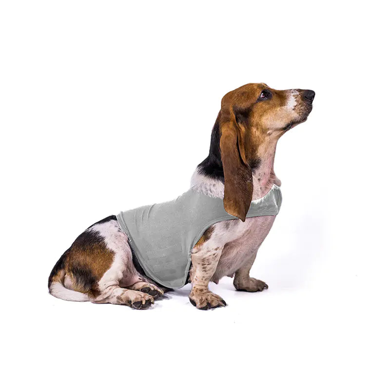 Dog wearing a light-gray jacket on a white background
