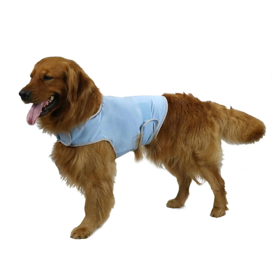 Dog wearing a light blue jacket on a white background