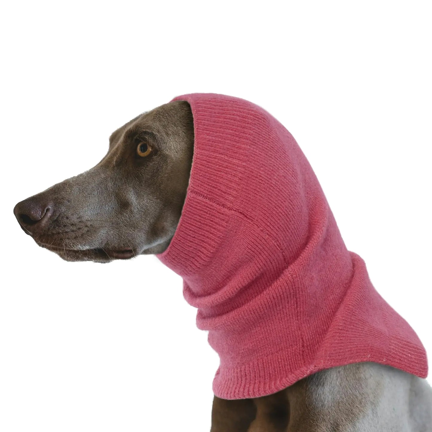 Dog wearing a pink knitted balaclava on a white background