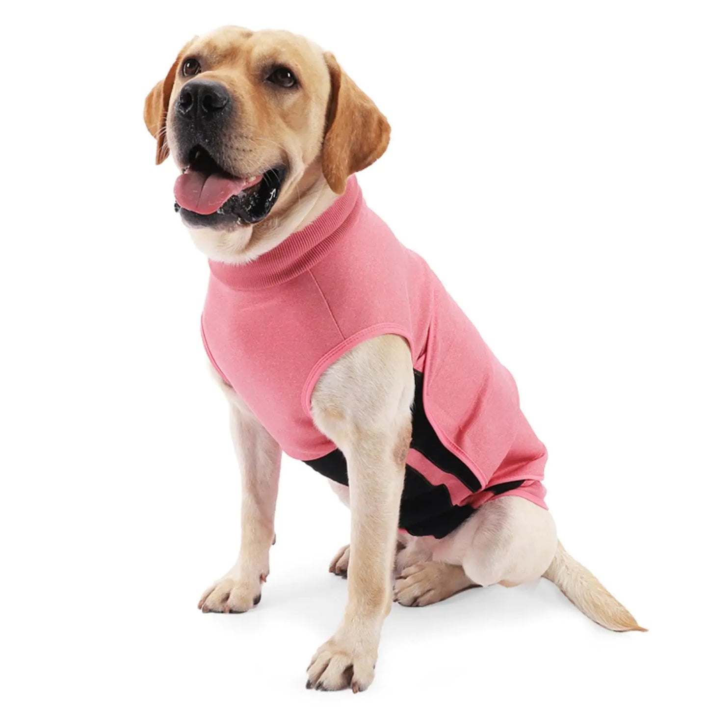 Dog wearing a pink sweater