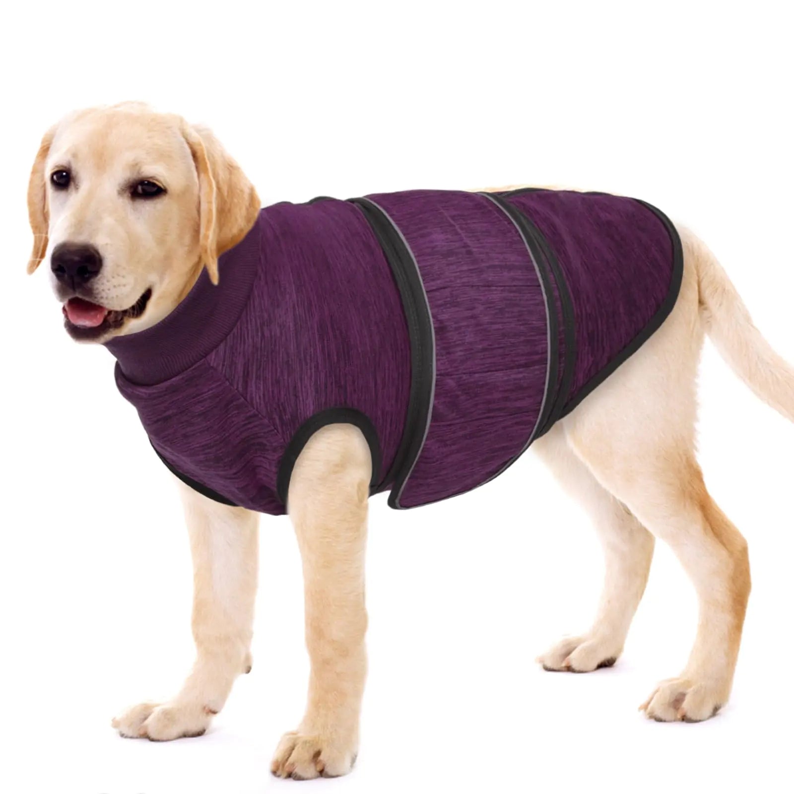 Dog wearing a purple anxiety jacket on a white background