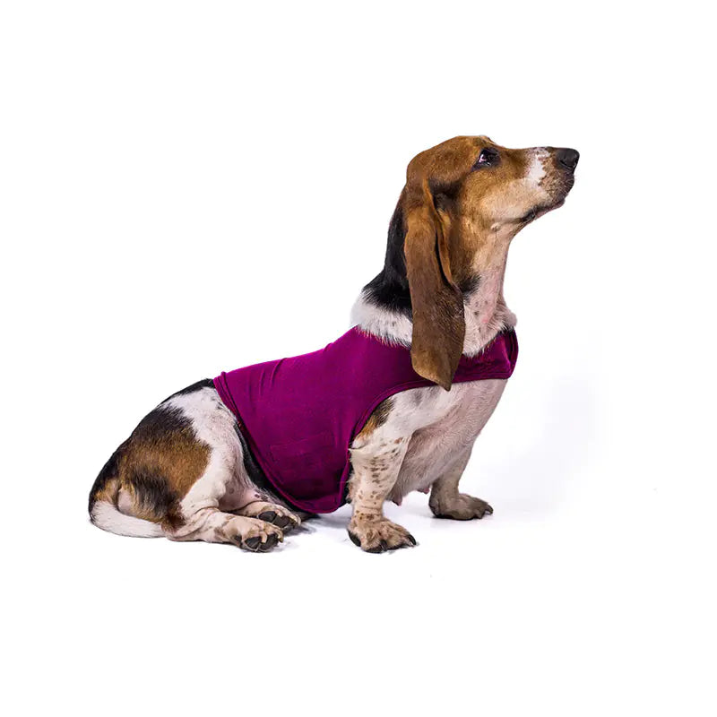 Dog wearing a purple jacket on a white background