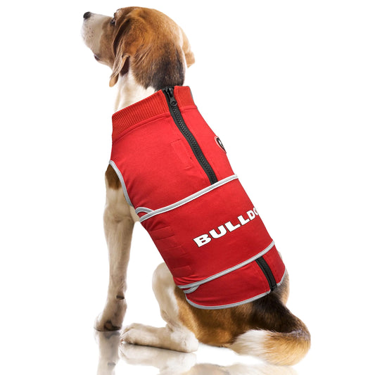 Dog wearing a red jacket with 'BULLDOG' printed on it against a white background