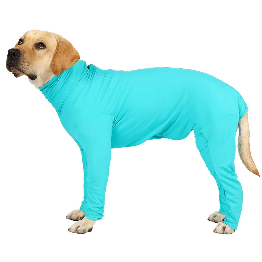 Dog wearing a turquoise outfit on a white background