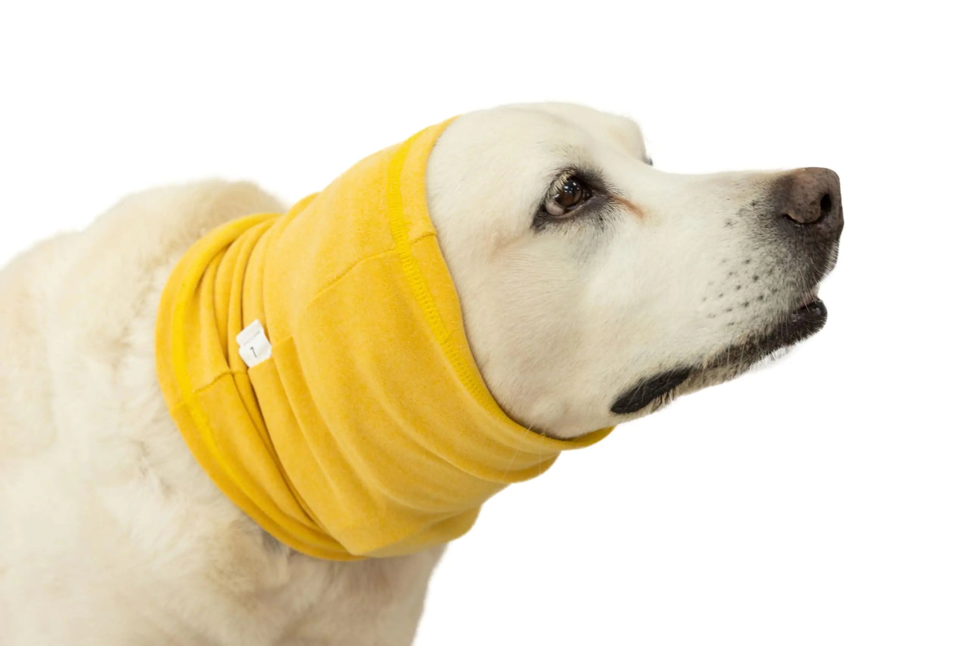 Dog wearing a yellow snood hoodie on a white background