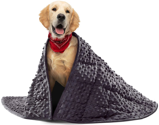 Dog wrapped in a gray blanket with a red bandana on a white background