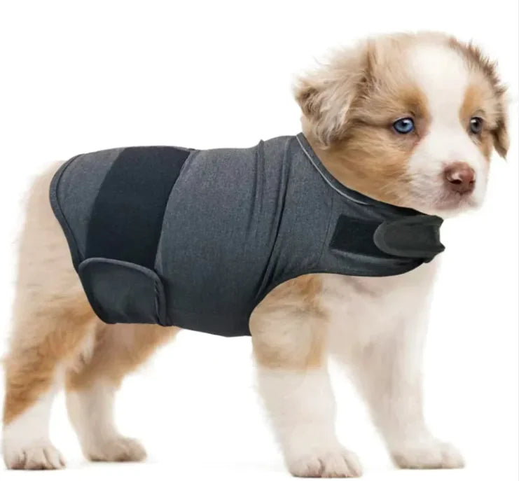 Puppy wearing a gray and black coat on a white background