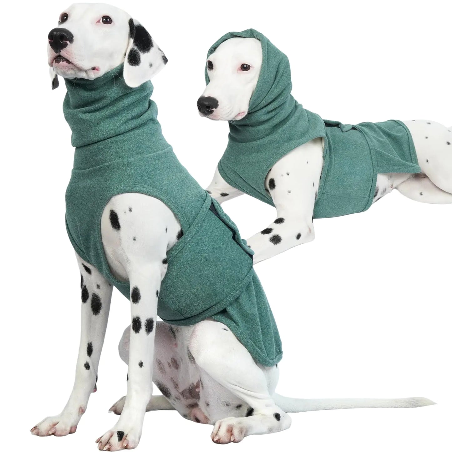 Two Dalmatian dogs wearing green sweaters, anxiety jackets on a white background