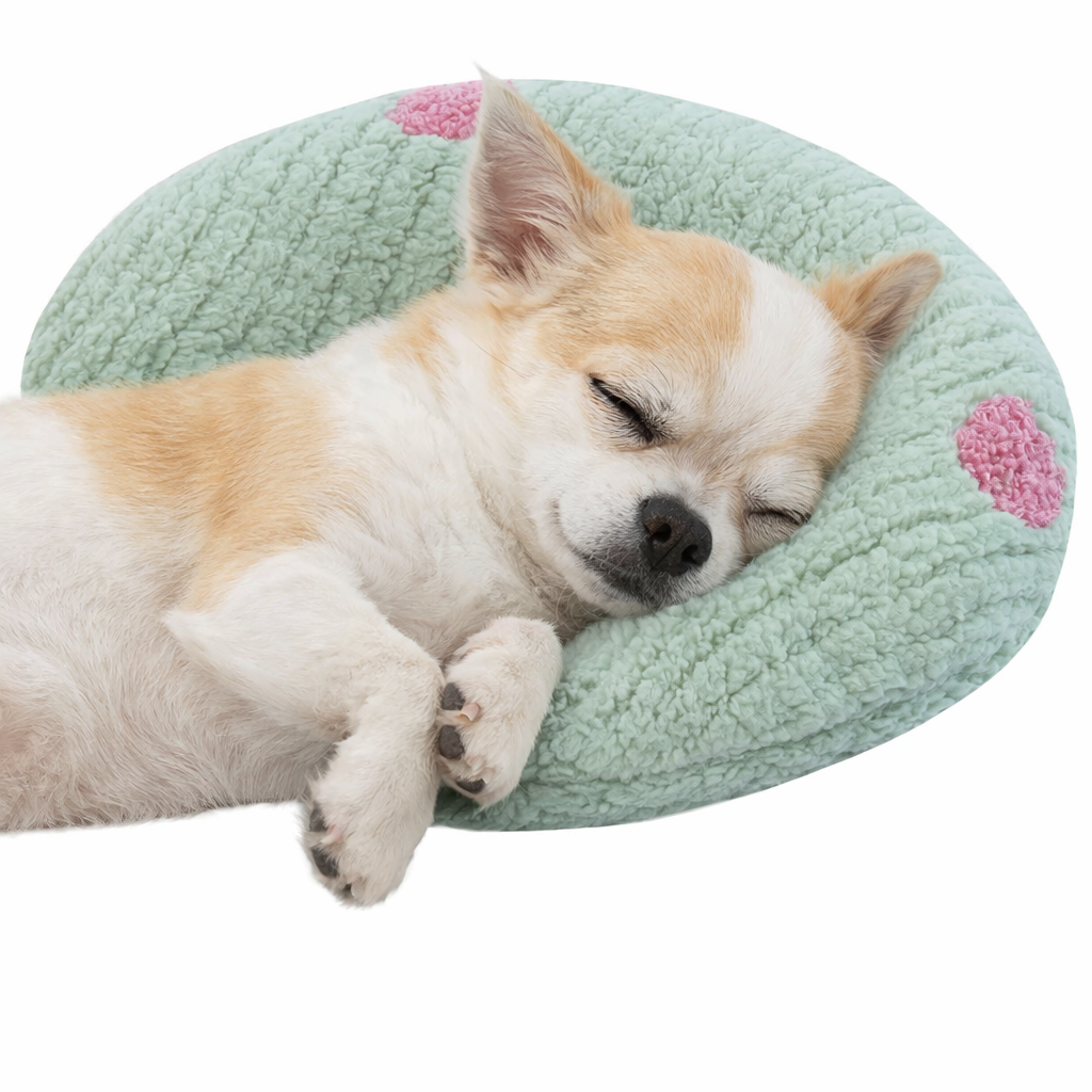 Small dog sleeping on a round, green pet bed with pink flowers on a white background